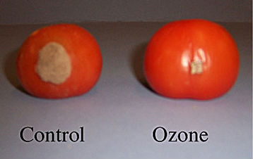 臭氧可以在数周内保护水果免受腐烂(图1)